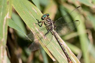 Russet-tipped Clubtail male #2015-05 _2MK2525.jpg