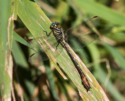 Russet-tipped Clubtail male #2015-05 _2MK2570.jpg