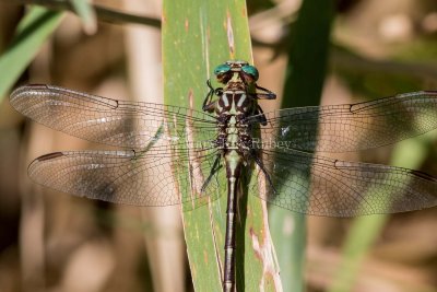 Russet-tipped Clubtail male #2015-05 _2MK2659.jpg