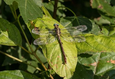 Russet-tipped Clubtail female #2015-01 _MKR2592.jpg