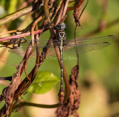 Russet-tipped Clubtail male #2015-01_2MK9813.jpg