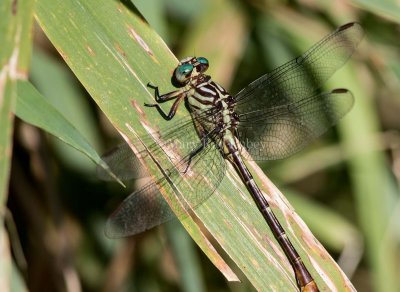 Russet-tipped Clubtail male #2015-05 _2MK2524.jpg