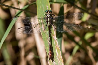 Russet-tipped Clubtail male #2015-05 _2MK2599.jpg