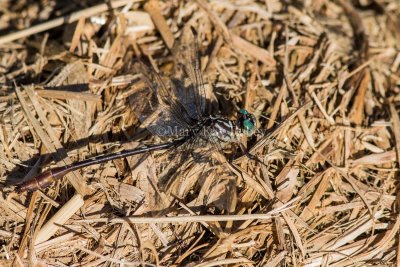 Russet-tipped Clubtail male #2015-06 _2MK2759.jpg