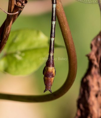 Russet-tipped Clubtail male caudal appendages #2015-01 _MKR2373.jpg