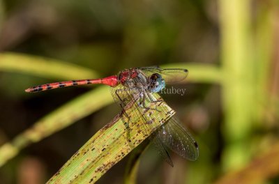 Blue-faced Meadowhawk male _2MK4503.jpg