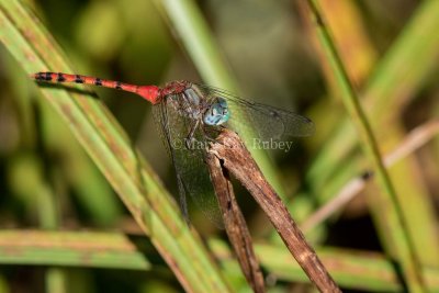 Blue-faced Meadowhawk male _2MK4522.jpg