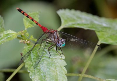 Blue-faced Meadowhawk male _2MK1543.jpg