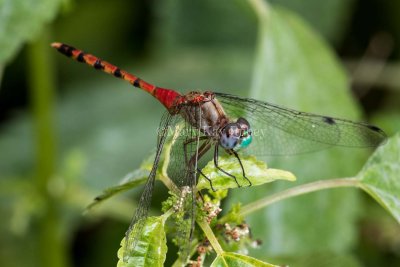 Blue-faced Meadowhawk male _2MK1594.jpg