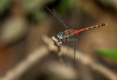 Blue-faced Meadowhawk male _2MK1837.jpg