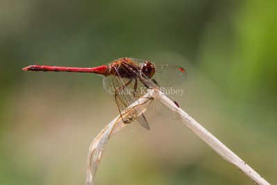 Autumn Meadowhawk male _2MK3757.jpg