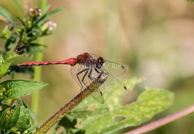 White-faced Meadowhawk male _2MK2183.jpg