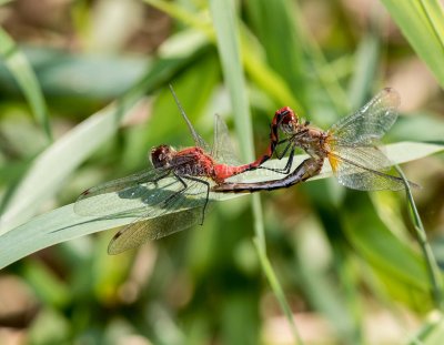 White-faced Meadowhawk pair in wheel _2MK2834.jpg