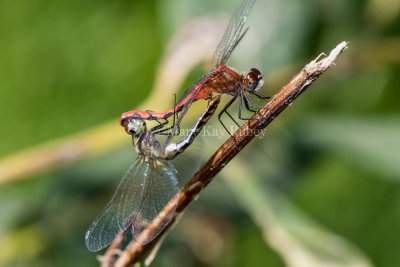 White-faced Meadowhawk pair in wheel _2MK3937.jpg