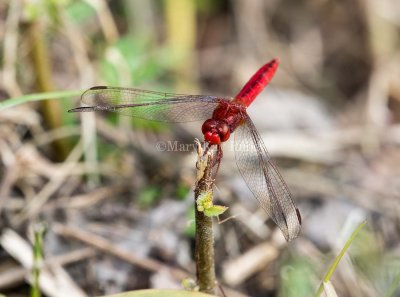 Scarlet Skimmer male _MKR3416.jpg