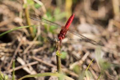 Scarlet Skimmer male _MKR3401.jpg