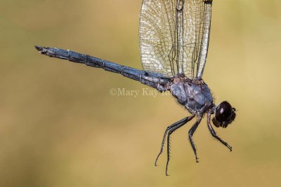 Slaty Skimmer male _2MK1185.jpg