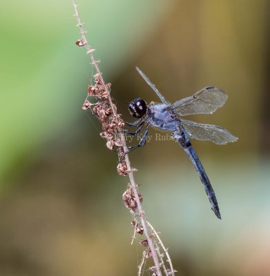 Slaty Skimmer male _MKR5020-2.jpg