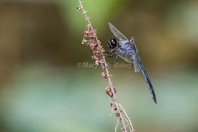 Slaty Skimmer male _MKR5038.jpg