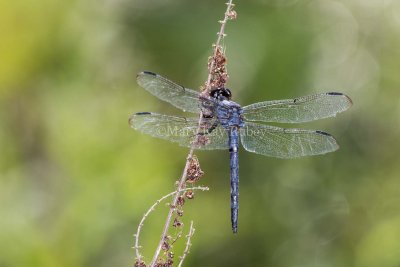 Slaty Skimmer male _MKR5058.jpg