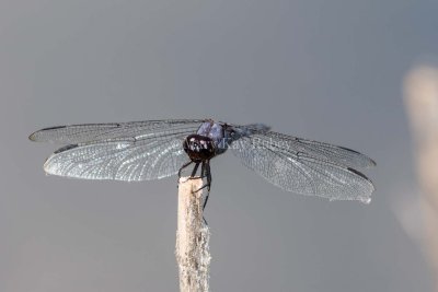 Slaty Skimmer male _MKR5127.jpg