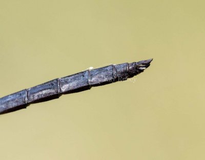 Slaty Skimmer male caudal appendages _2MK1156.jpg