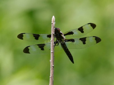 Twelve-spotted Skimmer male _7MK9153.jpg