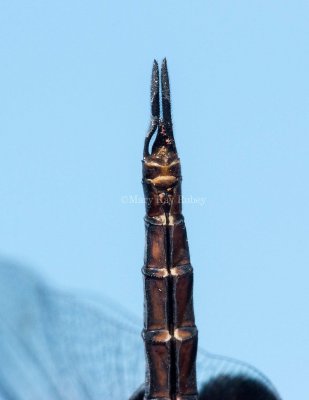 Black Saddlebags male #2014-01 caudal appendages _MG_2533.jpg