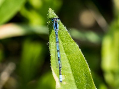 Familiar Bluet male #2015-01 _MKR0144.jpg