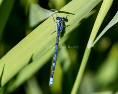 Familiar Bluet male #2015-02 _MKR0149.jpg