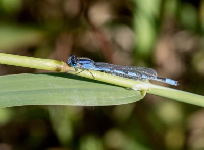 Familiar Bluet male #2015-02 _MKR0197.jpg