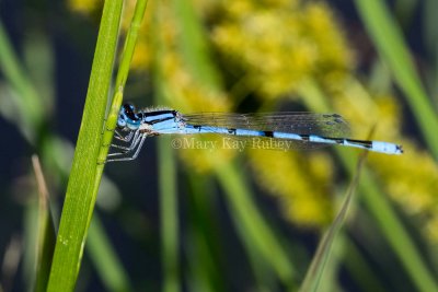 Familiar Bluet male #2015-05 _MKR1349.jpg