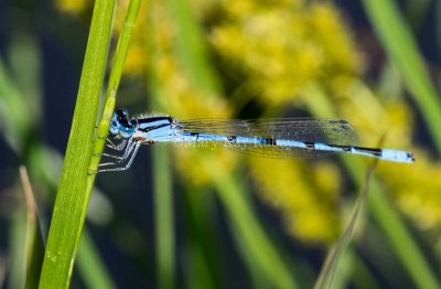 Familiar Bluet male #2015-05 _MKR1350.jpg