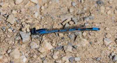 Familiar Bluet male _11R9000.jpg