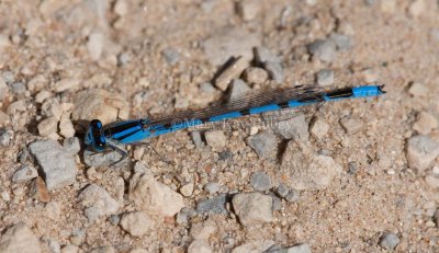 Familiar Bluet male _11R9003.jpg