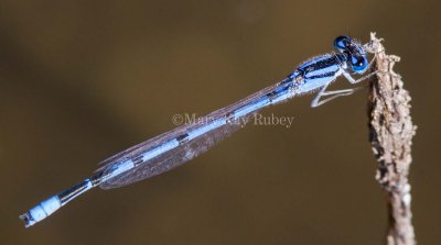 Familiar Bluet male _7MK5855.jpg