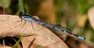 FAMILIAR BLUETS (Enallagma civile)