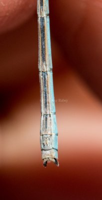 Familiar Bluet male ventral caudal detail _MG_3175.jpg