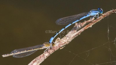 Familiar Bluet pair mating _MG_0090.jpg