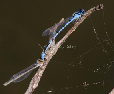 Familiar Bluet pair mating _MG_0099.jpg