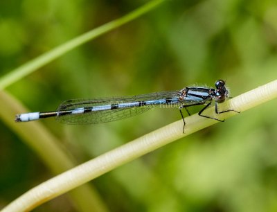 Marsh Bluet male #2015-06 _2MK8468.jpg