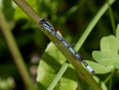 Marsh Bluet male #2015-04 _2MK8391.jpg