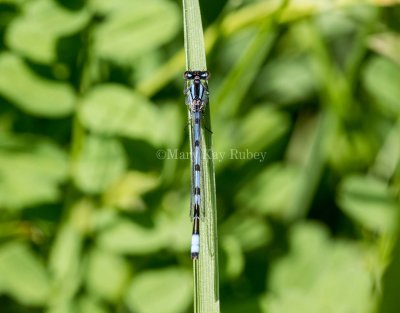 Marsh Bluet male #2015-05 _2MK8393.jpg