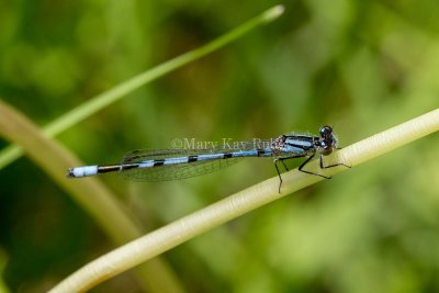 Marsh Bluet male #2015-06 _2MK8465.jpg