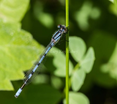 Marsh Bluet male #2015-16 _2MK8539.jpg