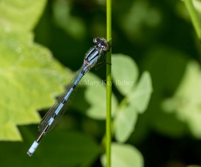 Marsh Bluet male #2015-16 _2MK8543.jpg