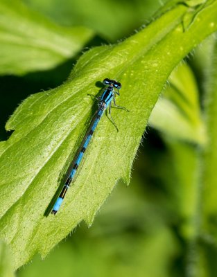 Marsh Bluet male #2015-19 _MKR8313.jpg