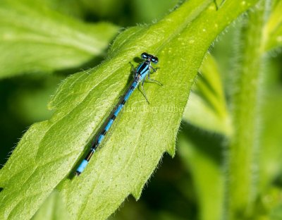 Marsh Bluet male #2015-21 _MKR8331.jpg