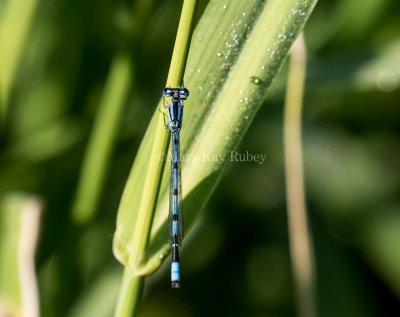 Marsh Bluet male #2015-28 _2MK9001.jpg