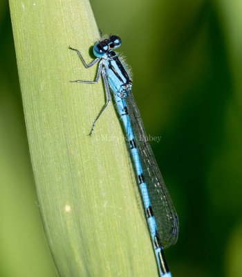 Marsh Bluet male #2015-36 _MKR0158.jpg
